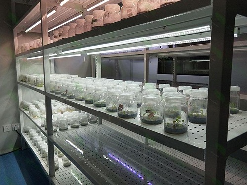 青河植物组织培养实验室设计建设方案